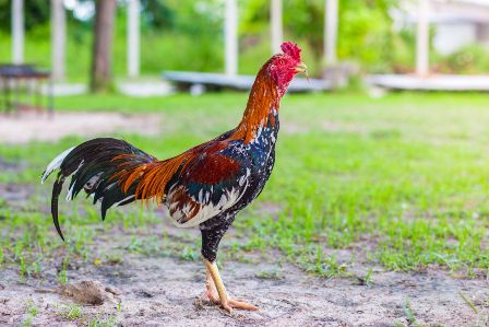 Read more about the article Karakter Ayam Aduan Yang Bagus