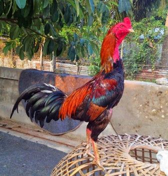 Read more about the article Cara Membedakan Ayam Bangkok Asli dan Ayam Bangkok Lokal Jawa