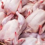 Distributor Ayam Potong Yogyakarta Berkualitas
